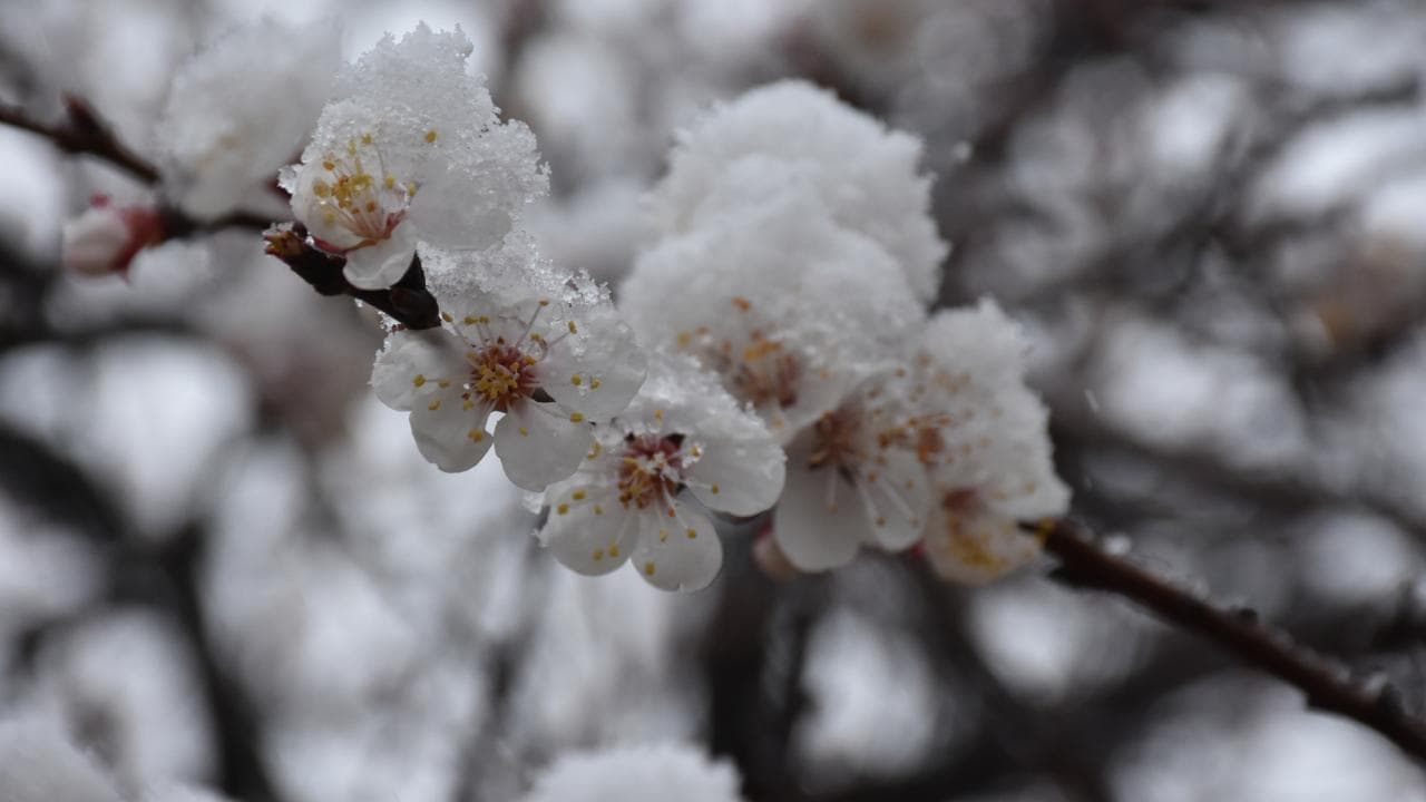 Severe Agricultural Frost Warning in Western and Central Turkey